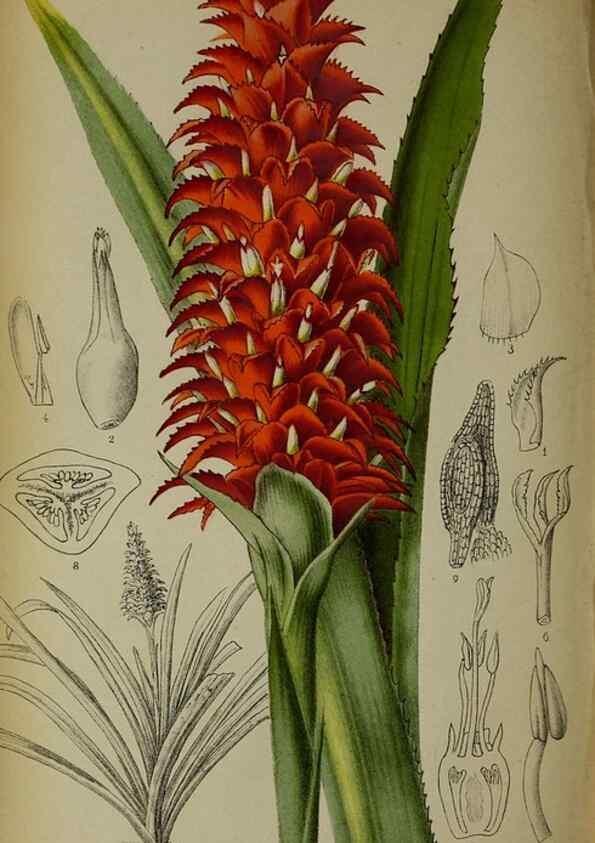Reproducción/Reproduction 49133787806: Belgique horticole.. Liége.. 