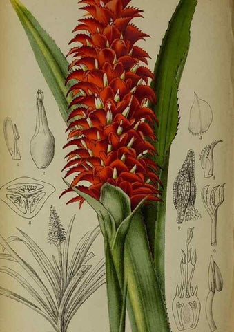 Reproducción/Reproduction 49133787806: Belgique horticole.. Liége.. 
