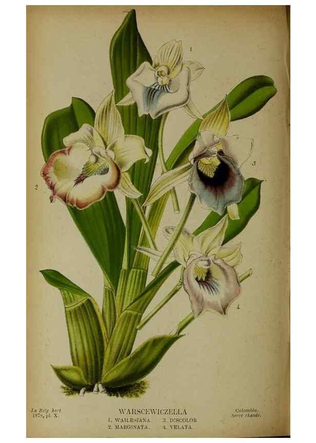 Reproducción/Reproduction 49133298163: Belgique horticole.. Liége.. 