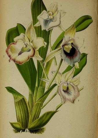 Reproducción/Reproduction 49133298163: Belgique horticole.. Liége.. 
