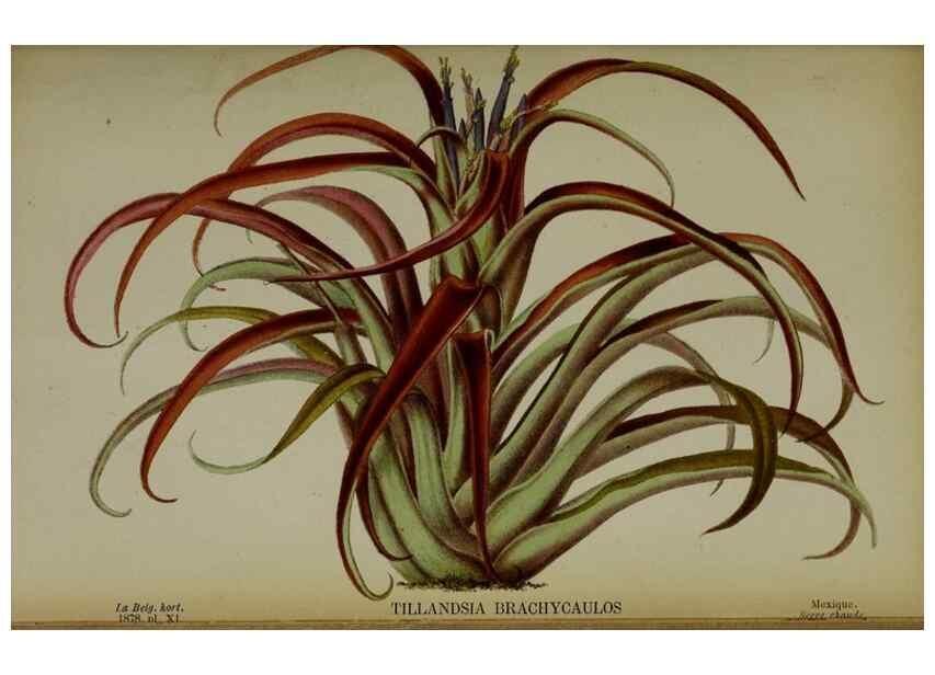 Reproducción/Reproduction 49133788566: Belgique horticole.. Liége.. 