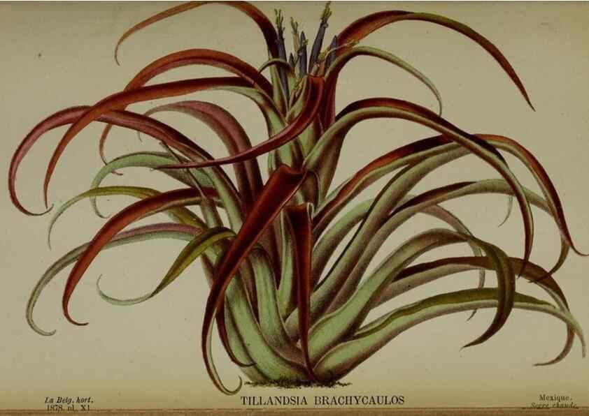 Reproducción/Reproduction 49133788566: Belgique horticole.. Liége.. 
