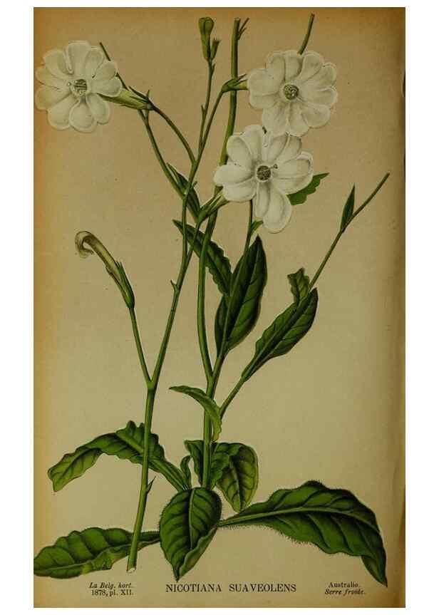 Reproducción/Reproduction 49133298933: Belgique horticole.. Liége.. 