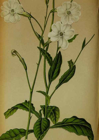 Reproducción/Reproduction 49133298933: Belgique horticole.. Liége.. 