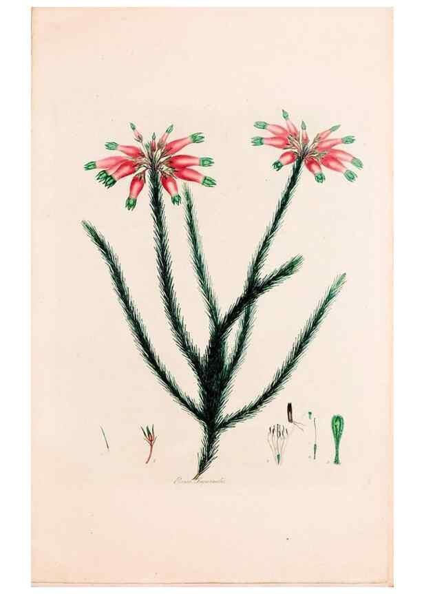 Reproducción/Reproduction 49157596401: Coloured engravings of heaths :. London :Published by the Author. Printed by T. Bensley,1802-09 [1830?]. 