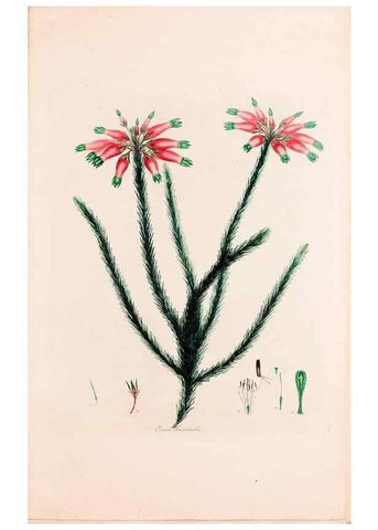 Reproducción/Reproduction 49157596401: Coloured engravings of heaths :. London :Published by the Author. Printed by T. Bensley,1802-09 [1830?]. 