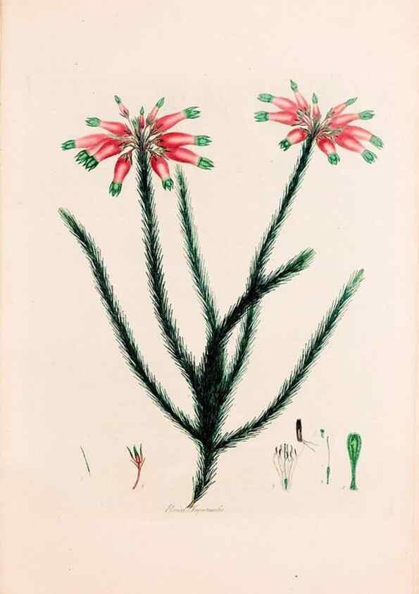 Reproducción/Reproduction 49157596401: Coloured engravings of heaths :. London :Published by the Author. Printed by T. Bensley,1802-09 [1830?]. 