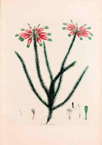 Reproducción/Reproduction 49157596401: Coloured engravings of heaths :. London :Published by the Author. Printed by T. Bensley,1802-09 [1830?]. 
