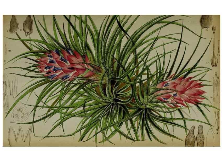 Reproducción/Reproduction 49133789346: Belgique horticole.. Liége.. 