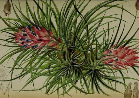 Reproducción/Reproduction 49133789346: Belgique horticole.. Liége.. 