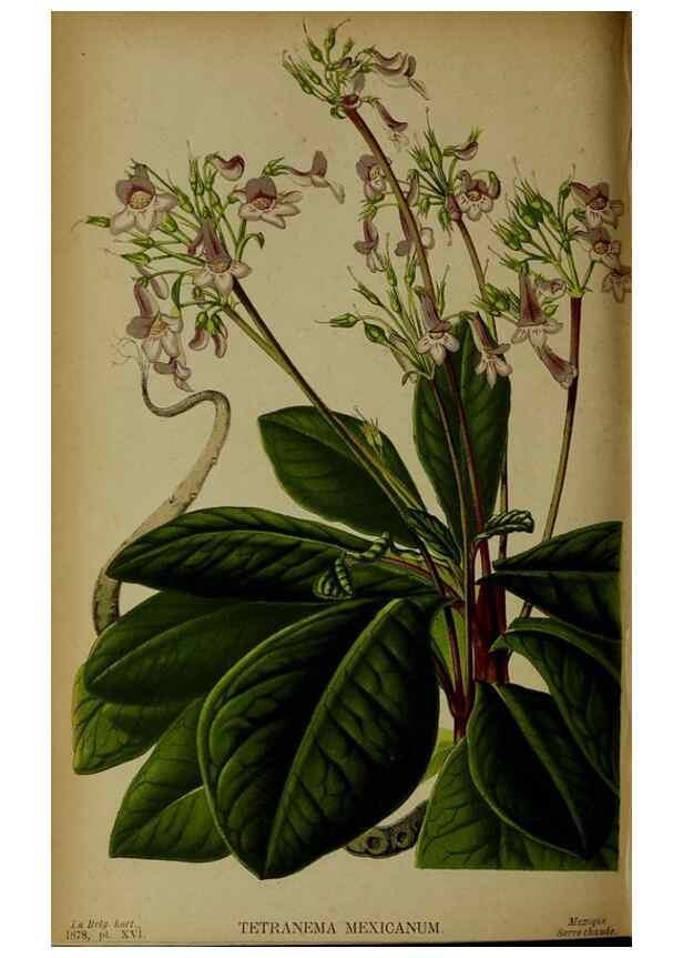 Reproducción/Reproduction 49133790046: Belgique horticole.. Liége.. 
