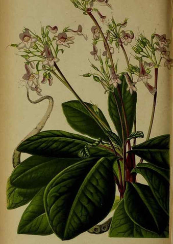 Reproducción/Reproduction 49133790046: Belgique horticole.. Liége.. 