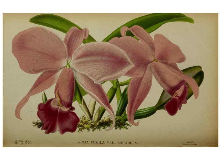 Reproducción/Reproduction 49133790316: Belgique horticole.. Liége.. 