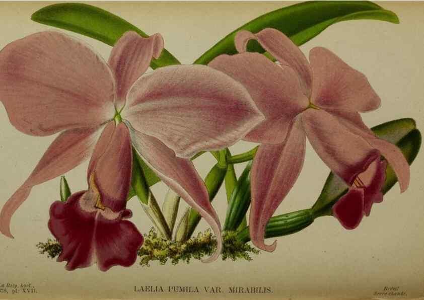 Reproducción/Reproduction 49133790316: Belgique horticole.. Liége.. 