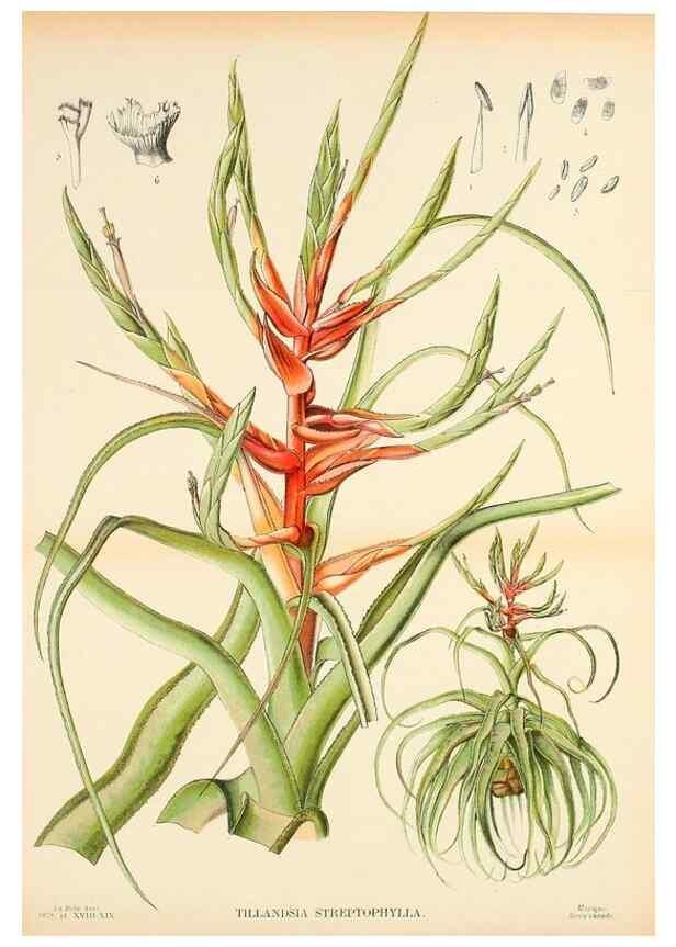 Reproducción/Reproduction 49133982562: Belgique horticole.. Liége.. 