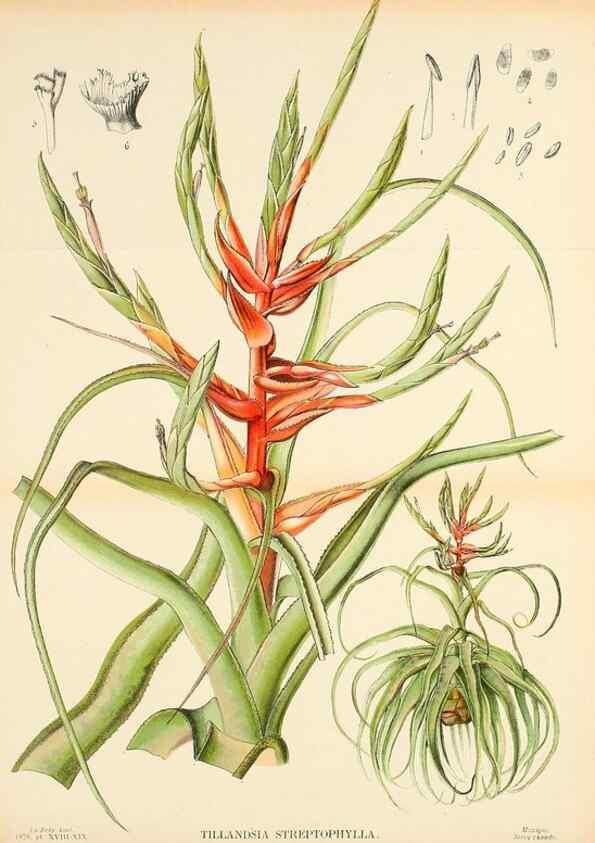 Reproducción/Reproduction 49133982562: Belgique horticole.. Liége.. 