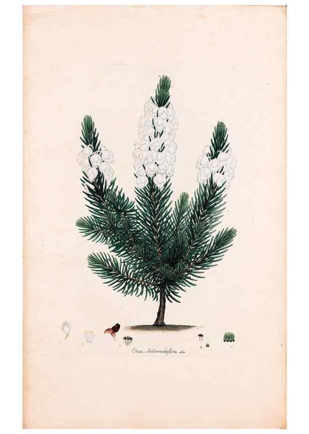 Reproducción/Reproduction 49157100663: Coloured engravings of heaths :. London :Published by the Author. Printed by T. Bensley,1802-09 [1830?]. 
