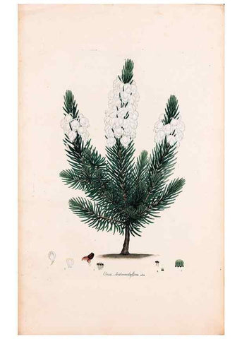 Reproducción/Reproduction 49157100663: Coloured engravings of heaths :. London :Published by the Author. Printed by T. Bensley,1802-09 [1830?]. 