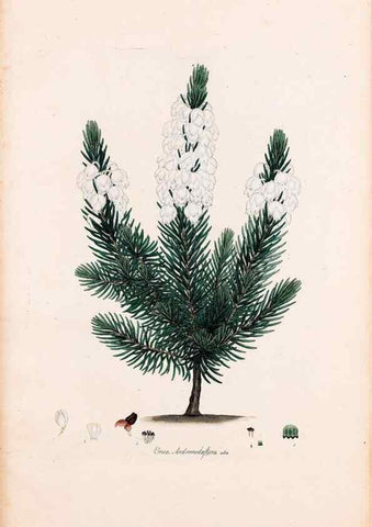 Reproducción/Reproduction 49157100663: Coloured engravings of heaths :. London :Published by the Author. Printed by T. Bensley,1802-09 [1830?]. 