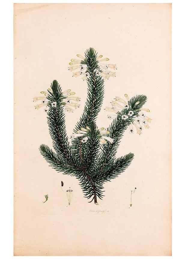 Reproducción/Reproduction 49157590181: Coloured engravings of heaths :. London :Published by the Author. Printed by T. Bensley,1802-09 [1830?]. 