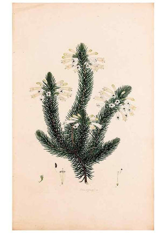 Reproducción/Reproduction 49157590181: Coloured engravings of heaths :. London :Published by the Author. Printed by T. Bensley,1802-09 [1830?]. 