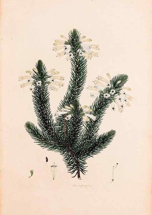 Reproducción/Reproduction 49157590181: Coloured engravings of heaths :. London :Published by the Author. Printed by T. Bensley,1802-09 [1830?]. 