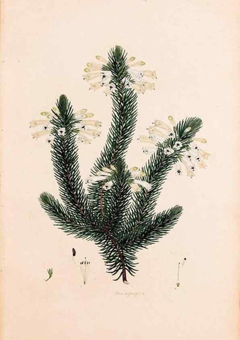 Reproducción/Reproduction 49157590181: Coloured engravings of heaths :. London :Published by the Author. Printed by T. Bensley,1802-09 [1830?]. 