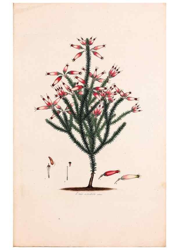 Reproducción/Reproduction 49157590601: Coloured engravings of heaths :. London :Published by the Author. Printed by T. Bensley,1802-09 [1830?]. 