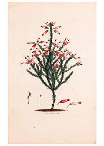 Reproducción/Reproduction 49157590601: Coloured engravings of heaths :. London :Published by the Author. Printed by T. Bensley,1802-09 [1830?]. 