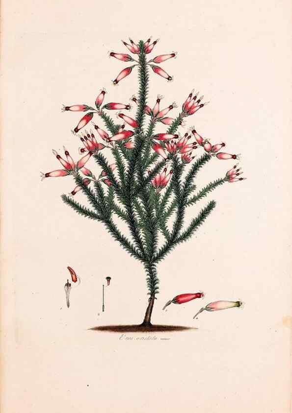 Reproducción/Reproduction 49157590601: Coloured engravings of heaths :. London :Published by the Author. Printed by T. Bensley,1802-09 [1830?]. 