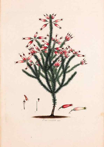 Reproducción/Reproduction 49157590601: Coloured engravings of heaths :. London :Published by the Author. Printed by T. Bensley,1802-09 [1830?]. 