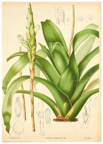 Reproducción/Reproduction 49133299663: Belgique horticole.. Liége.. 
