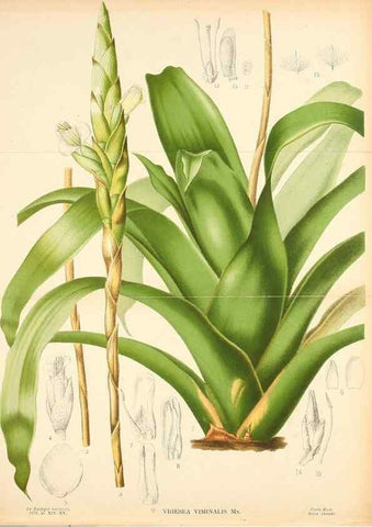 Reproducción/Reproduction 49133299663: Belgique horticole.. Liége.. 
