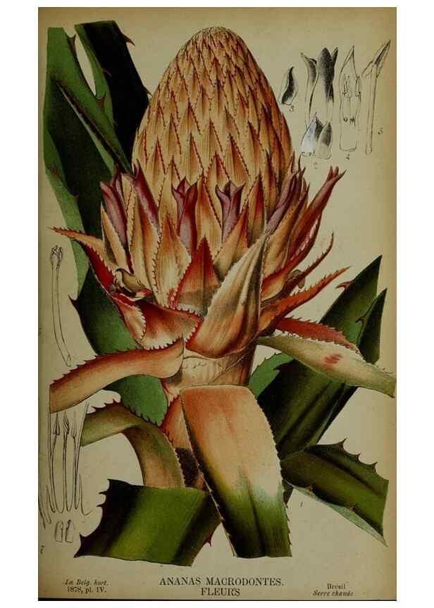 Reproducción/Reproduction 49133786166: Belgique horticole.. Liége.. 