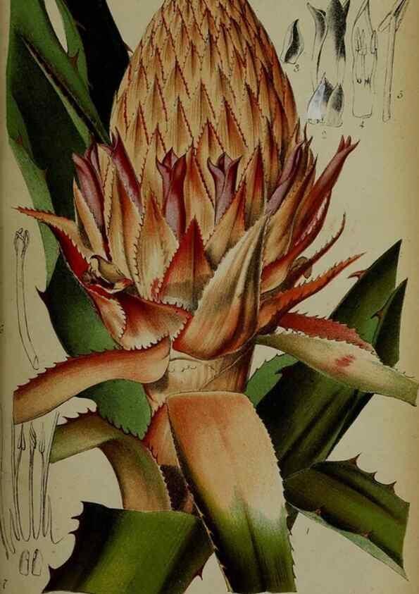 Reproducción/Reproduction 49133786166: Belgique horticole.. Liége.. 