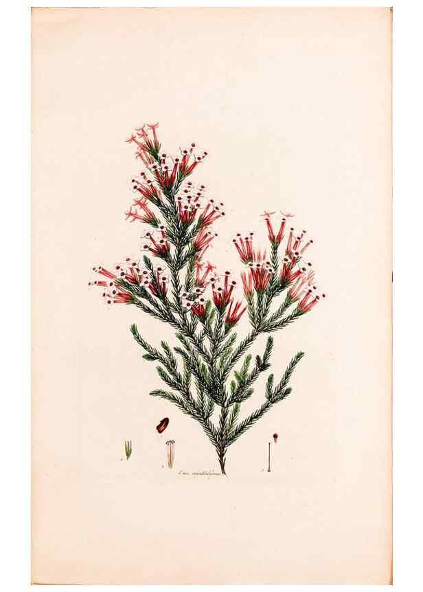 Reproducción/Reproduction 49157596686: Coloured engravings of heaths :. London :Published by the Author. Printed by T. Bensley,1802-09 [1830?]. 