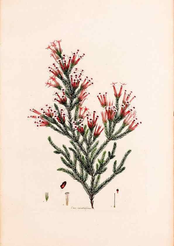 Reproducción/Reproduction 49157596686: Coloured engravings of heaths :. London :Published by the Author. Printed by T. Bensley,1802-09 [1830?]. 