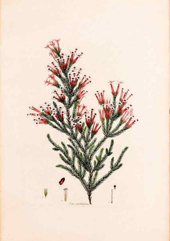Reproducción/Reproduction 49157596686: Coloured engravings of heaths :. London :Published by the Author. Printed by T. Bensley,1802-09 [1830?]. 