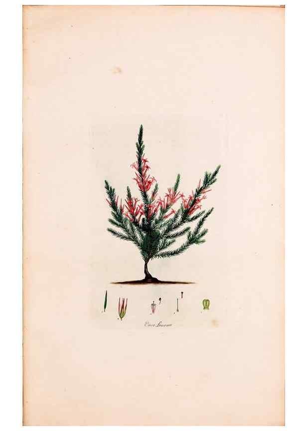 Reproducción/Reproduction 49157817292: Coloured engravings of heaths :. London :Published by the Author. Printed by T. Bensley,1802-09 [1830?]. 
