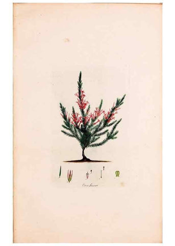 Reproducción/Reproduction 49157817292: Coloured engravings of heaths :. London :Published by the Author. Printed by T. Bensley,1802-09 [1830?]. 