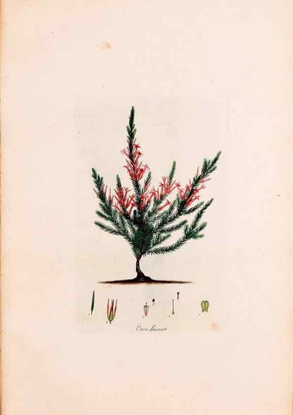 Reproducción/Reproduction 49157817292: Coloured engravings of heaths :. London :Published by the Author. Printed by T. Bensley,1802-09 [1830?]. 