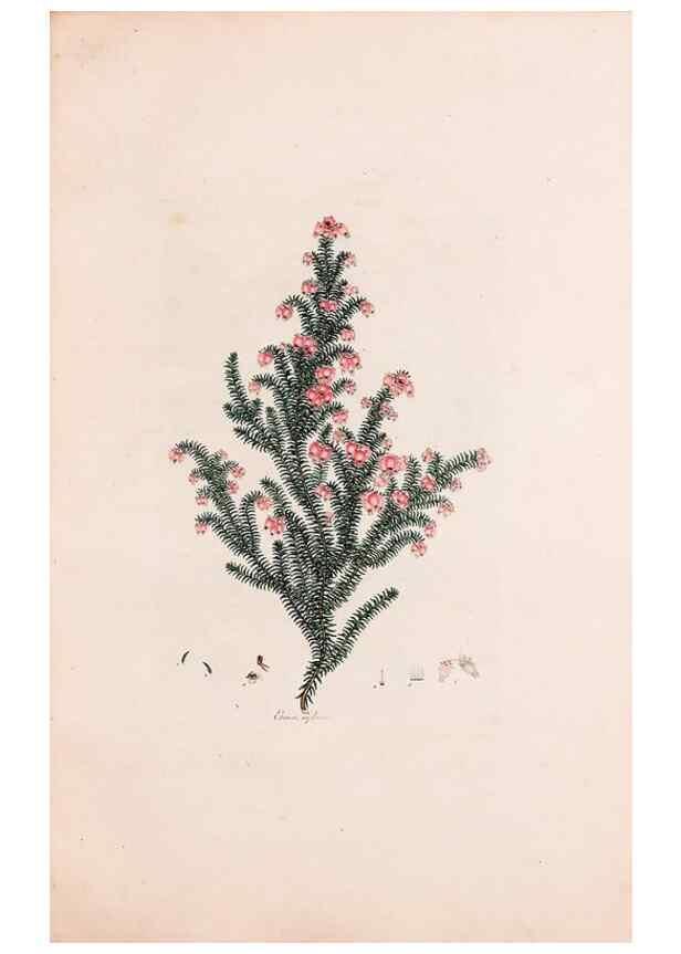 Reproducción/Reproduction 49157831822: Coloured engravings of heaths :. London :Published by the Author. Printed by T. Bensley,1802-09 [1830?]. 