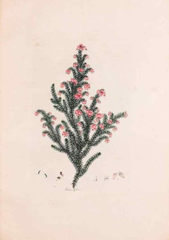 Reproducción/Reproduction 49157831822: Coloured engravings of heaths :. London :Published by the Author. Printed by T. Bensley,1802-09 [1830?]. 