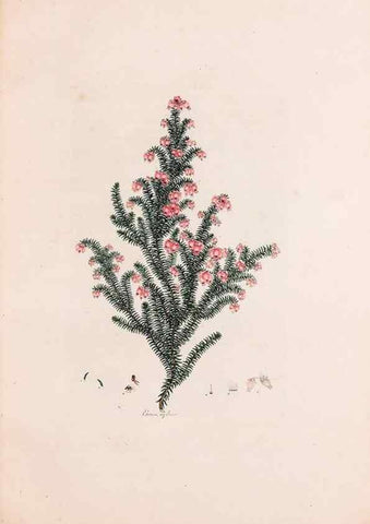Reproducción/Reproduction 49157831822: Coloured engravings of heaths :. London :Published by the Author. Printed by T. Bensley,1802-09 [1830?]. 