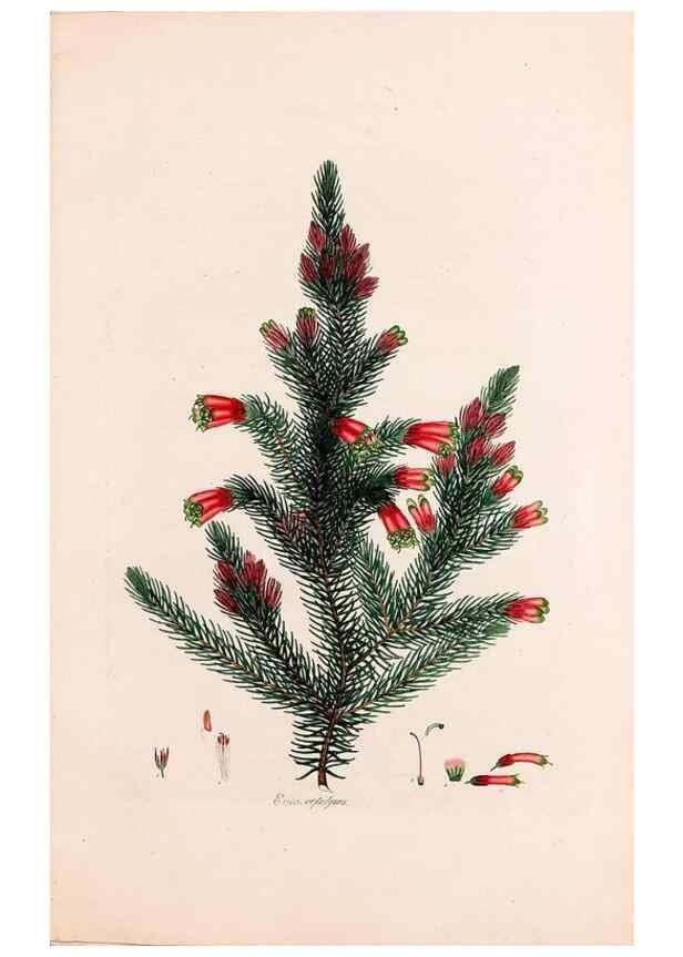 Reproducción/Reproduction 49157832157: Coloured engravings of heaths :. London :Published by the Author. Printed by T. Bensley,1802-09 [1830?]. 