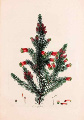 Reproducción/Reproduction 49157832157: Coloured engravings of heaths :. London :Published by the Author. Printed by T. Bensley,1802-09 [1830?]. 
