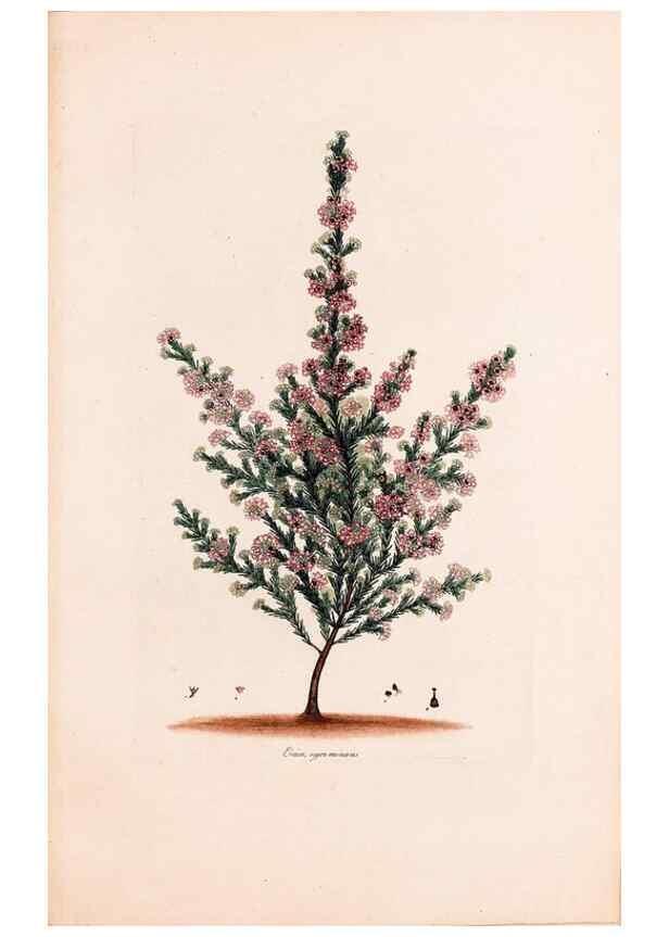 Reproducción/Reproduction 49157611546: Coloured engravings of heaths :. London :Published by the Author. Printed by T. Bensley,1802-09 [1830?]. 