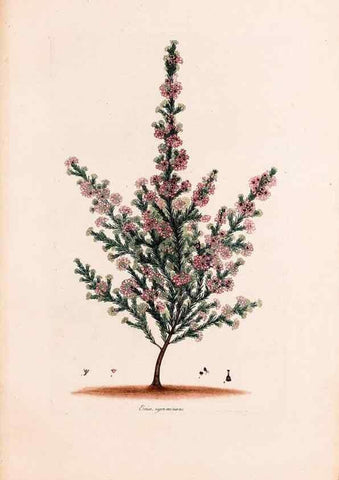 Reproducción/Reproduction 49157611546: Coloured engravings of heaths :. London :Published by the Author. Printed by T. Bensley,1802-09 [1830?]. 