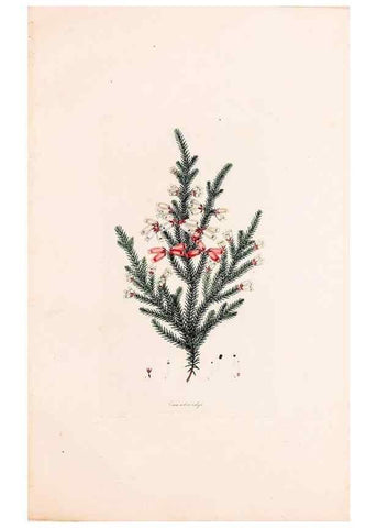 Reproducción/Reproduction 49157122858: Coloured engravings of heaths :. London :Published by the Author. Printed by T. Bensley,1802-09 [1830?]. 