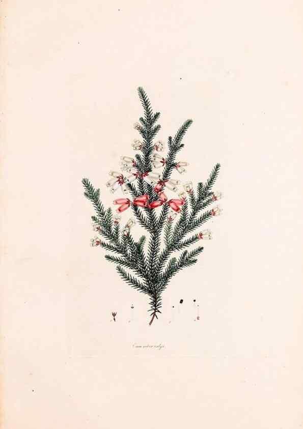 Reproducción/Reproduction 49157122858: Coloured engravings of heaths :. London :Published by the Author. Printed by T. Bensley,1802-09 [1830?]. 